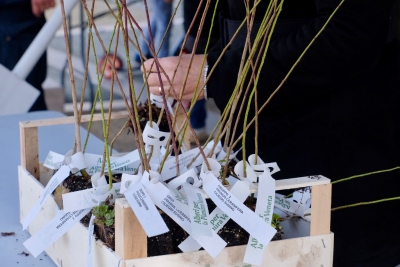 Alberi in pianura 2025