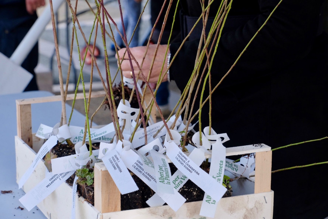 Alberi in pianura 2025