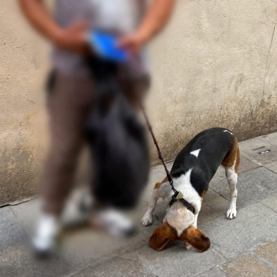 Polizia Locale, intervento a tutela di un cane