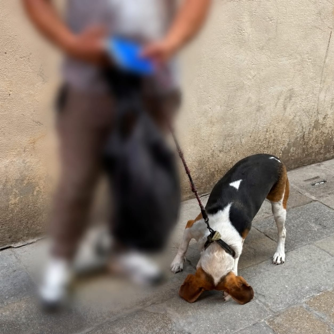 Polizia Locale, intervento a tutela di un cane