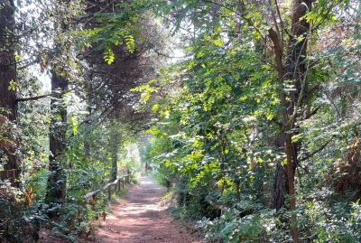 Pineta degli Alberoni 