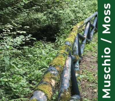 Mostra "Muschio"