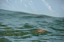 Immagine campione originale