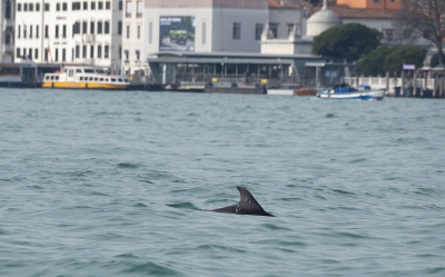 Monitoraggio delfino con Protezione civile