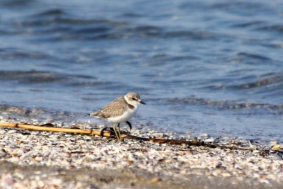 thumbnail_fratino a spasso con mare copia.jpg