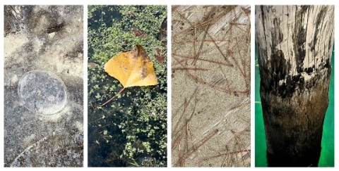 Mostra fotografica “Carpediem-Art&Smart – Fotografando l’arte: still-life della natura”