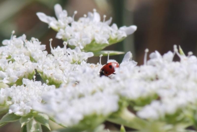 thumbnail_IMG_4002zoom copia.jpg