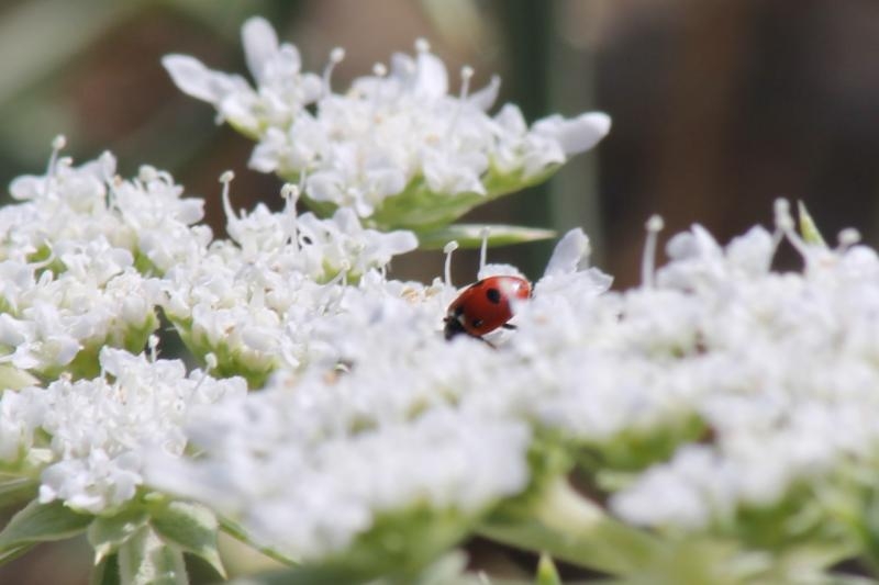 thumbnail_IMG_4002zoom copia.jpg