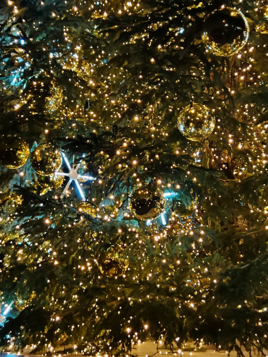 Albero di natale 2025 San Marco