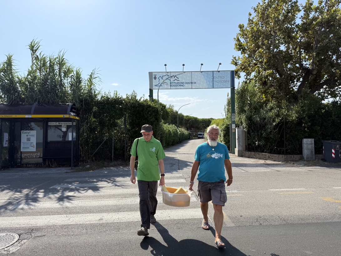 Rilascio tartaruga dal Centro Morosini del Lido