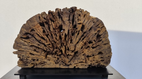 Mostra "Trasformazioni”