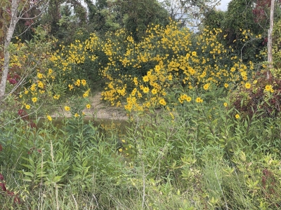 Area umida ZSC S. Nicolò