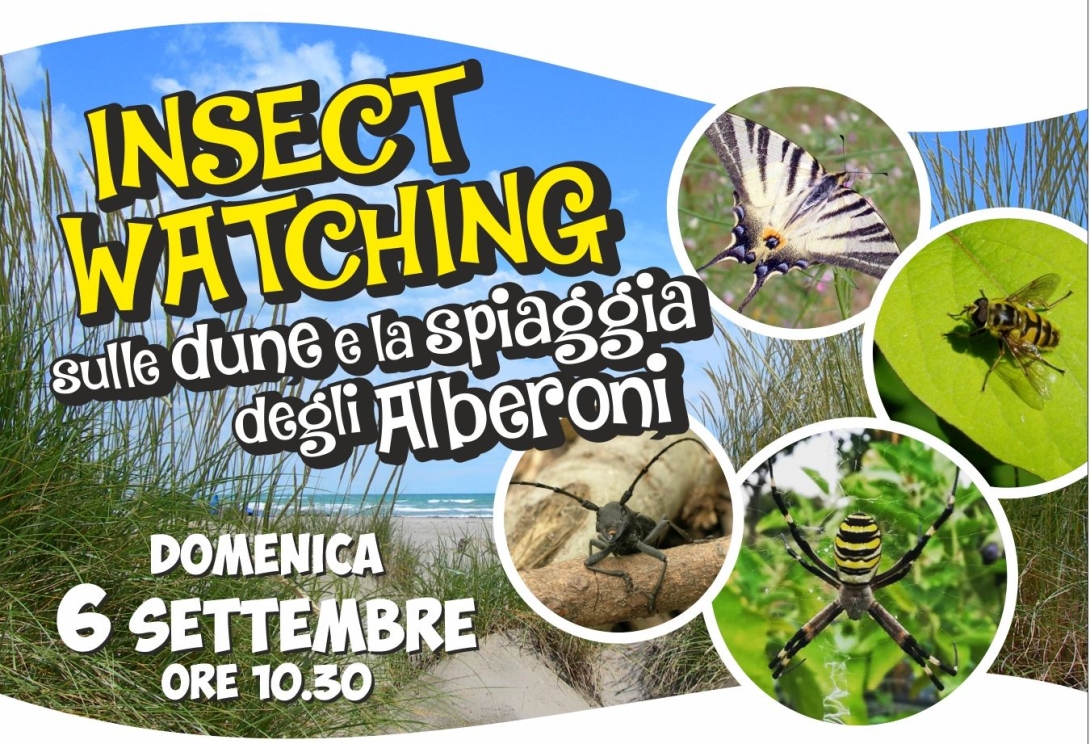 immagine dell'evento Alberoni 06/09/2026