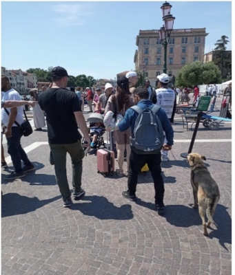mendicanti cani polizia locale