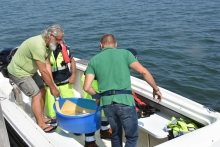 Immagine campione originale