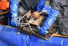 Immagine campione originale