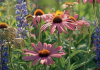 Fiori