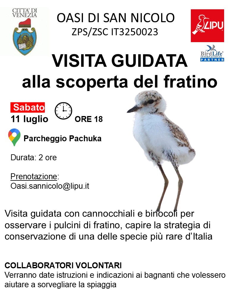 locandina fratino a S.Nicolò 11 lug