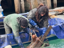 Immagine campione originale