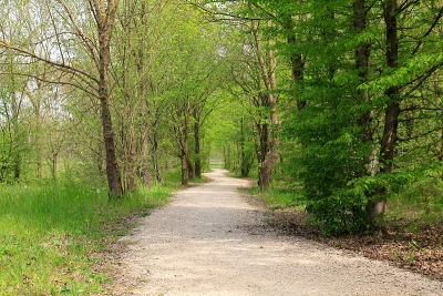 Il Bosco di Mestre ed il Forest Bathing